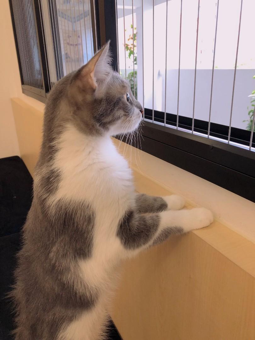 Invisible Grill Nets